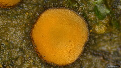 Scutellinia