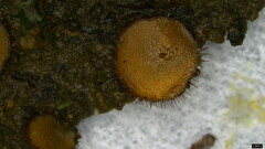 Scutellinia