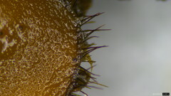 Scutellinia