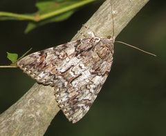 Catocala lacrymosa