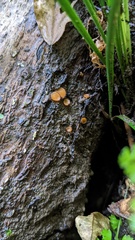 Scutellinia