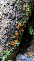 Scutellinia