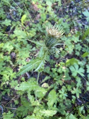 Cirsium parryi