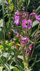 Bombus
