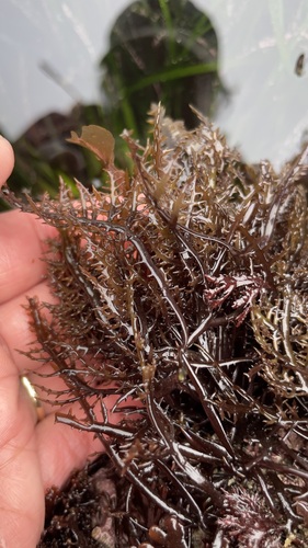 Image of Chondracanthus canaliculatus by (c) Allison Gong, some rights reserved (CC BY)