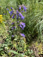 Penstemon oliganthus