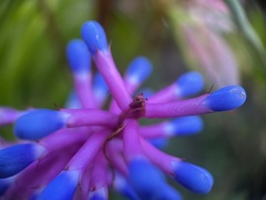 Aechmea gamosepala