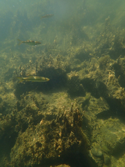 Ptychocheilus grandis