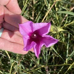 Ipomoea leptophylla