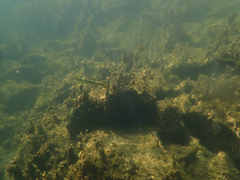 Ptychocheilus grandis