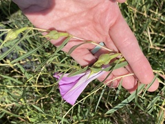Ipomoea leptophylla