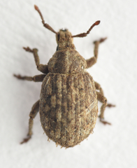 Romualdius scaber