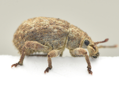 Romualdius scaber