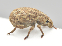 Romualdius scaber
