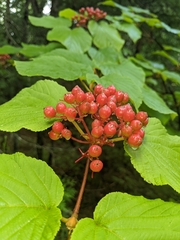 Viburnum lantanoides image