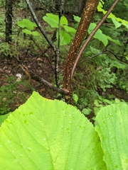 Viburnum lantanoides image