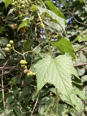 Ampelopsis glandulosa