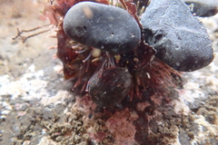 Strongylocentrotus purpuratus