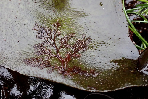Image of Ceramothamnion coulteri by (c) Allison Gong, some rights reserved (CC BY)