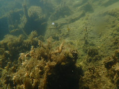 Ptychocheilus grandis