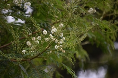 Acaciella angustissima