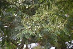 Acaciella angustissima