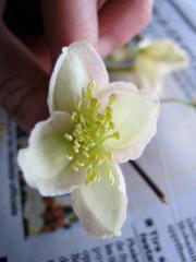 Clematis mauritiana