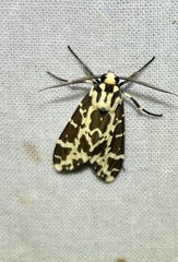 Eucereon consorta