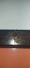 Lagocheirus araneiformis parvulus