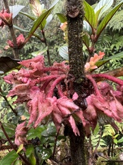 Glossoloma ichthyoderma