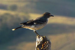 Nengetus cinereus