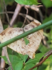 Eulithis gracilineata