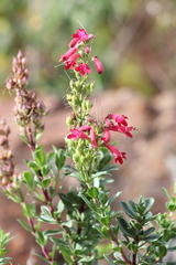 Penstemon coriaceus
