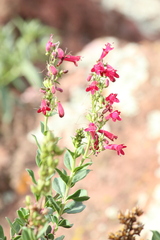 Penstemon coriaceus