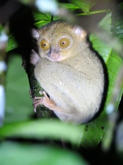 Cephalopachus bancanus borneanus