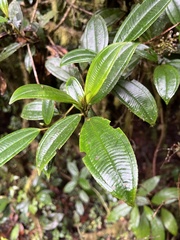 Miconia cremophylla