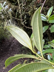 Miconia cremophylla