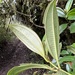 Miconia cremophylla - Photo (c) Nicolás Baresch Uribe, algunos derechos reservados (CC BY), subido por Nicolás Baresch Uribe