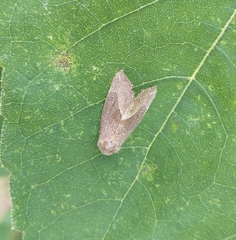 Ogdoconta