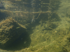 Ptychocheilus grandis