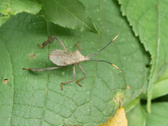 Acanthocephala alata