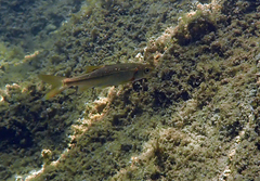 Ptychocheilus grandis