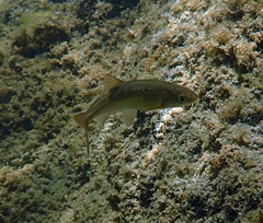 Ptychocheilus grandis