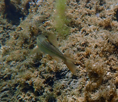 Ptychocheilus grandis