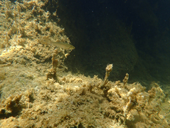 Ptychocheilus grandis
