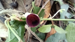 Aristolochia tuitensis