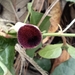 Aristolochia tuitensis - Photo (c) Leonardo Campos,  זכויות יוצרים חלקיות (CC BY-NC), הועלה על ידי Leonardo Campos