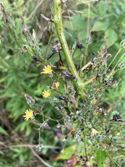 Lactuca hirsuta
