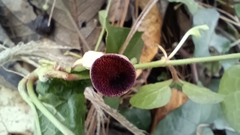 Aristolochia tuitensis