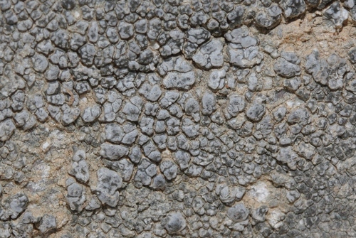 hoary cobblestone lichen